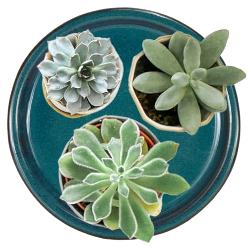 Ceramic Plant Saucer (2 Count)