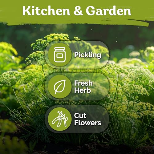 1 250 Dill Heirloom Herb Seeds for Planting