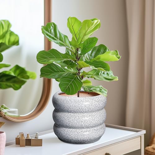 Ceramic Pots for Plants