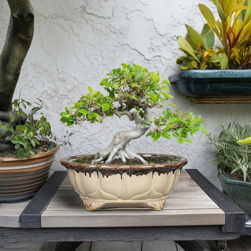 Ceramic Bonsai Tree Pots (11 Inch / Oval Beige-brown)