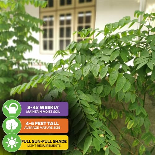 Katuk Salad Tree (Katuk)