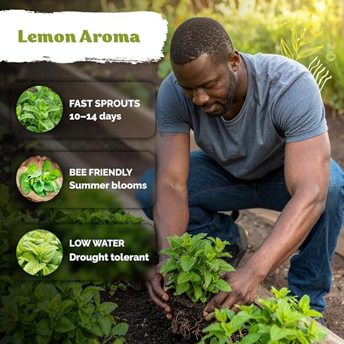 700 Lemon Balm Heirloom Herb Seeds for Planting