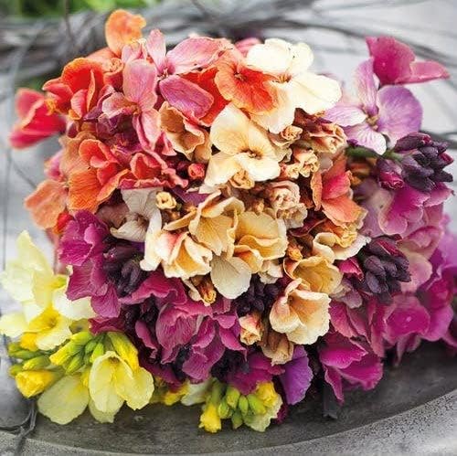WallFlower Seeds - Fair Lady Mix - 1 Ounce - Pink/Red/Orange Flower Seeds, Attracts Bees, Attracts Butterflies, Attracts Hummingbirds, Attracts Pollinators, Fragrant, Container Garden