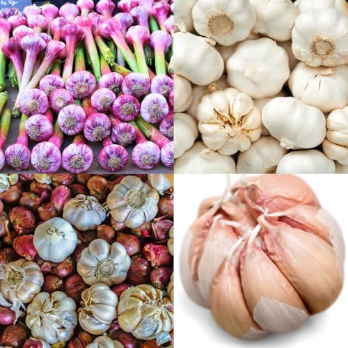 1 LB Top Size Hardneck Softneck Garlic Bulbs for Planting in Fall (Random Mix)