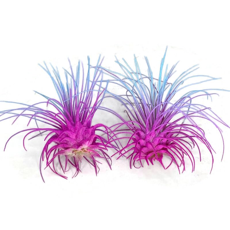 Thin Air Plant