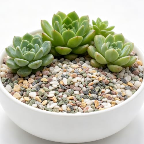 2lbs Natural Gravel Pebbles for Succulents and Cacti (Colorful / 2 Pounds)