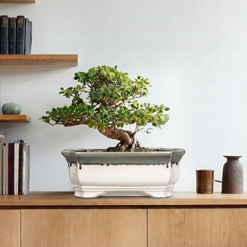 Bonsai Tree Pots 13.7 Inch (13.5 Inch / Rectangular Beige-grey)