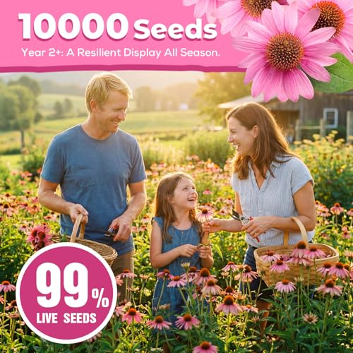 Coneflower Seeds 1 oz