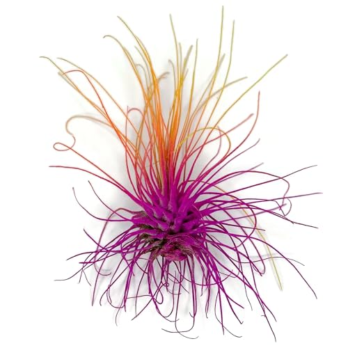 Thin Air Plant (Rainbow #3)