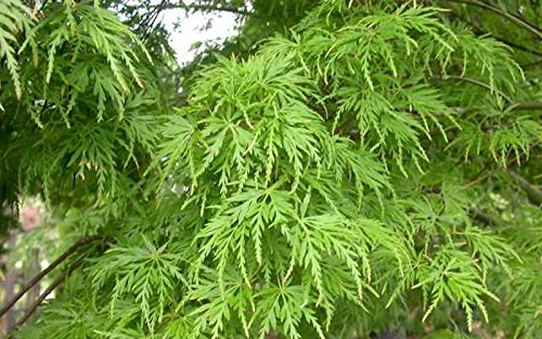 Seiryu Upright Laceleaf Japanese Maple (Trade Gallon Pot / Seiryu)