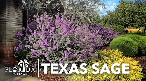 Texas Sage 60 Live Plants (2 Inch / 60 Plants)