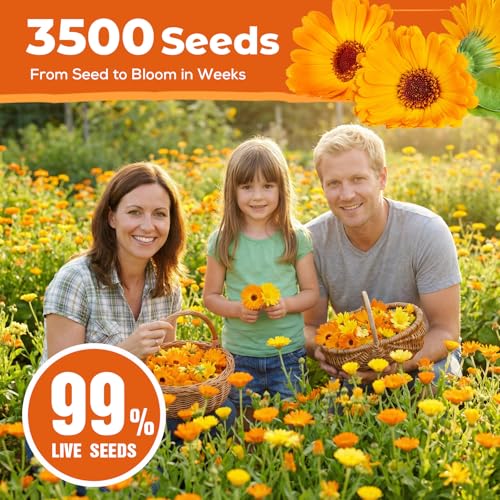 Calendula Seeds 1 oz