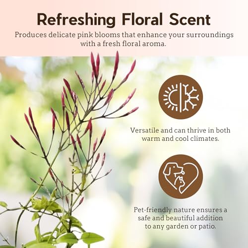 Pink Jasmine Plant Live