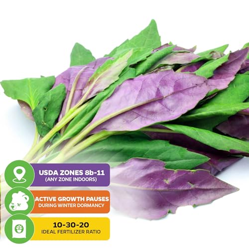 Okinawa Spinach (Okinawa)