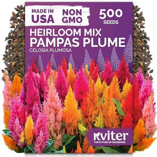500 Mixed Pampas Plume Heirloom Flower Seeds for Planting