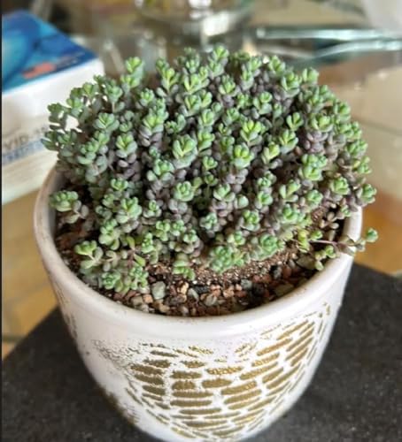 4" Sedum Dasyphyllum 'Minor' (Sedum Dasyphyllum 'Minor')