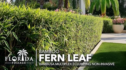 Bamboo Fernleaf (3 Count)