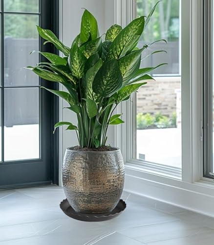 6 Pack Plant Saucer (6 Count)