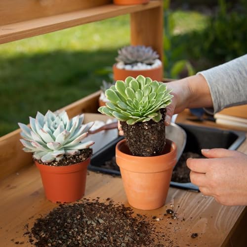 Succulent & Cactus Soil Potting Mix 2qt (64 Fl Oz)