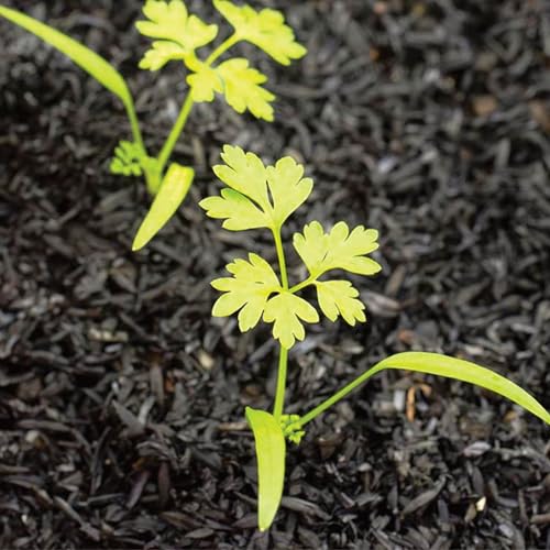 Chervil Seeds to Plant Heirloom Non (5 Packs)
