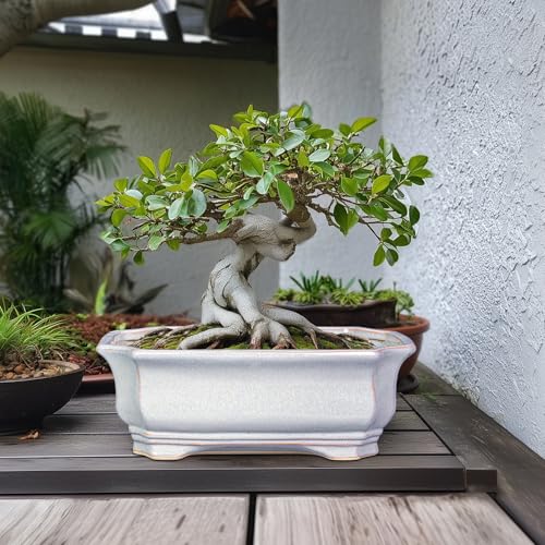 Bonsai Pots Ceramic (13.5 Inch / Rectangular Grey)