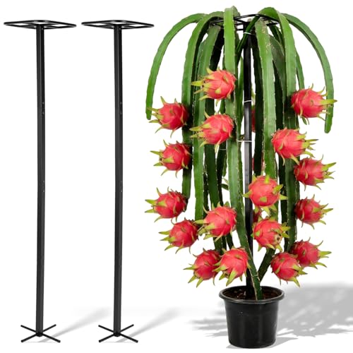 2Pack 63" Dragon Fruit Trellis (12"W x 63"H / 2 Pcs)