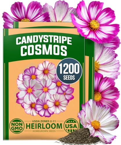 Candystripe Cosmos Seeds