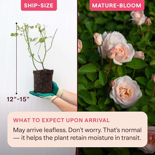 Heirloom Floribunda Roses (Pretty Lady)