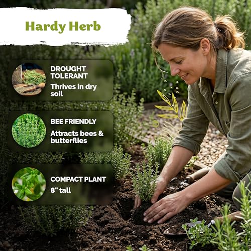 2500 Common Thyme Heirloom Herb Seeds for Planting