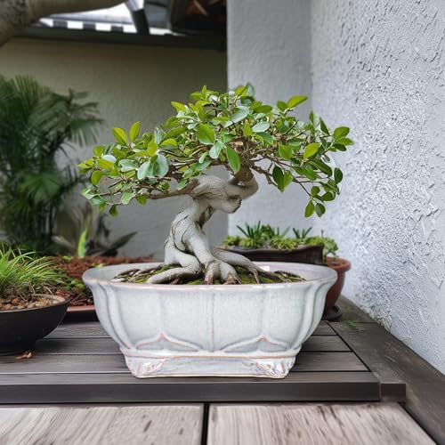 13.2 Inch Succulent Pots (13.5 Inch / Oval Grey)