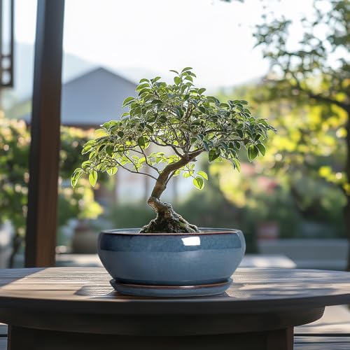 Bonsai Pots 8 Inch Ceramic Succulent Pots with Drainage Hole and Saucer