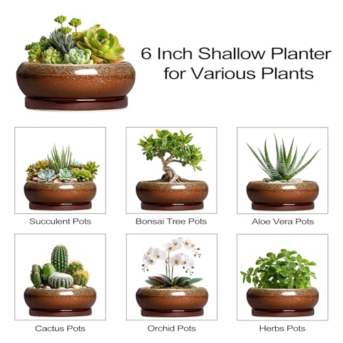 Succulent Pots (6 Inch / Retro Brown)