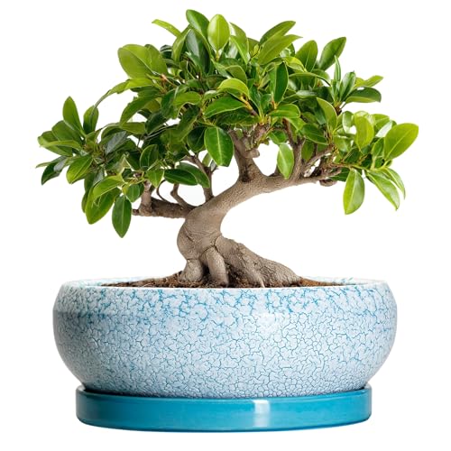 Bonsai Pots 10 Inch (10 Inch / Blue-white)