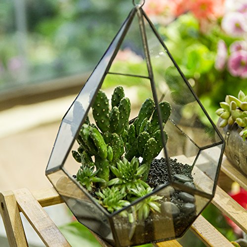Hanging Glass Geometric Terrarium for Succulent (Black / Medium)