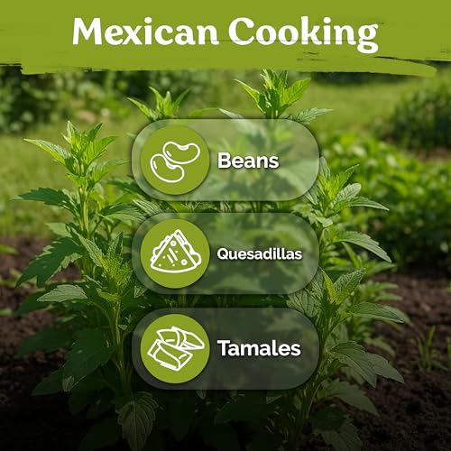 250 Epazote Heirloom Herb Seeds for Planting