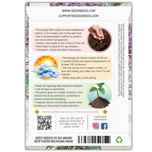 Pennyroyal Mint Seeds to Plant Heirloom Non (2 Packs)