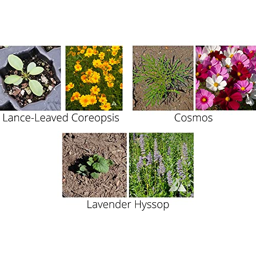 Wildflower Pollinator Mix (2 lb)