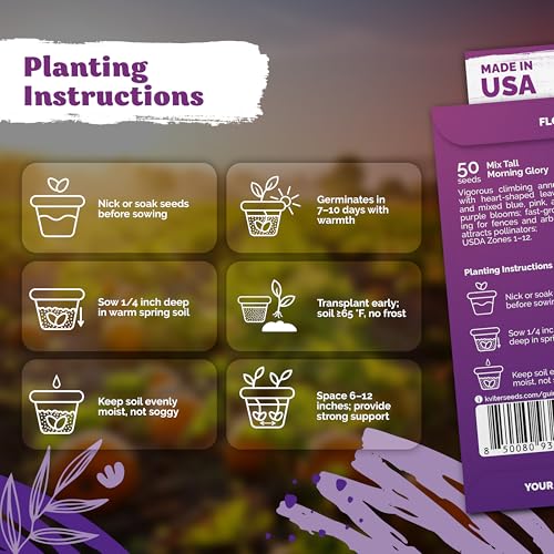 50 Tall Morning Glory Seeds Mix