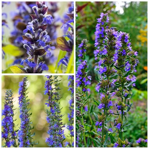 Blue Hyssop Seeds to Plant Heirloom Non (5 Packs)