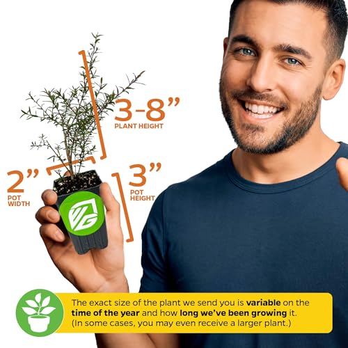 Manuka Flower Shrub (New Zealand Tea)