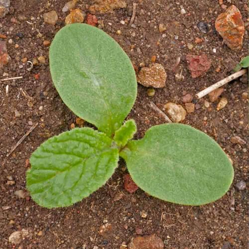 Herb Seeds to Plant White Borage Heirloom Non (5 Packs)