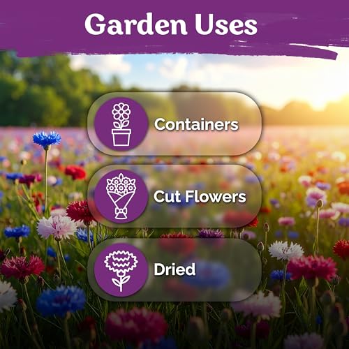 800 Mix Bachelor Button Heirloom Flower Seeds