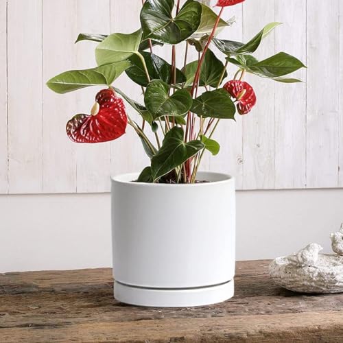 Ceramic Plant Saucer Tray 4 Pcs 4 Inch White (4 Count)
