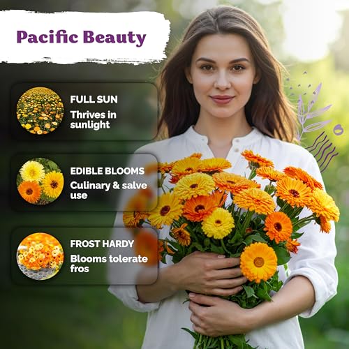 1500 Mix Pacific Beauty Calendula Seeds for Planting
