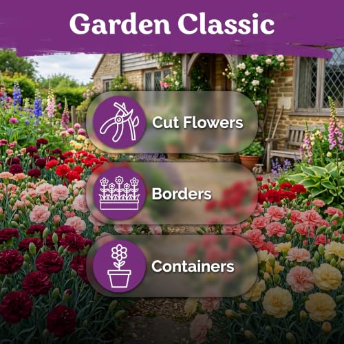 2 600 Chabaud Mix Clove Carnation Flower Seeds