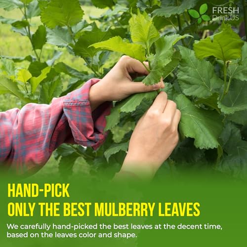 50 Bags Mulberry Leaf Tea (50 Count)