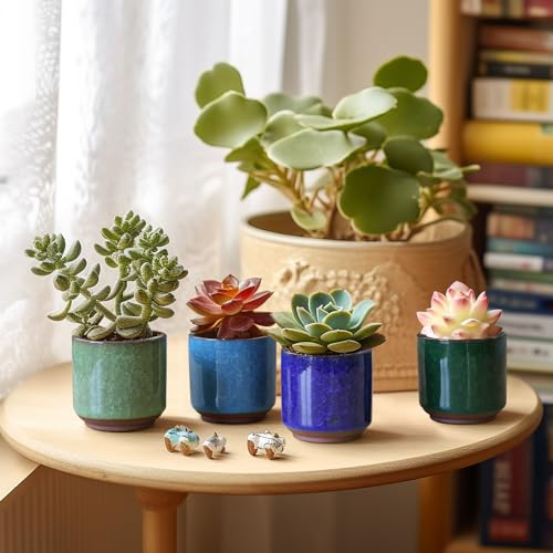 Mini Succulent Pots (12 Count)