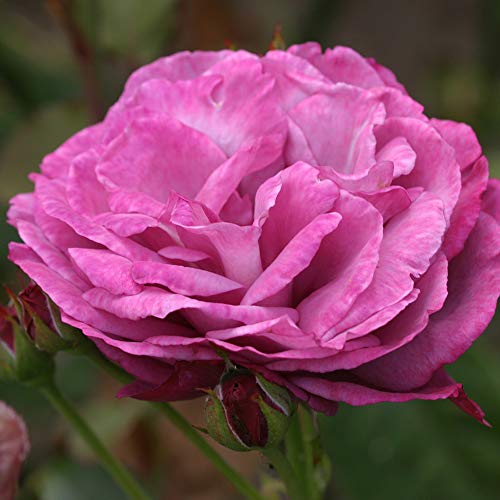 Heirloom Hybrid Tea Roses (Heirloom)