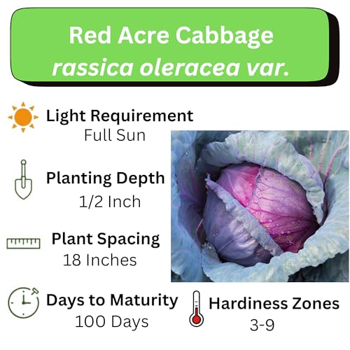 200+ Red Acre Cabbage Seeds for Planting Outdoors