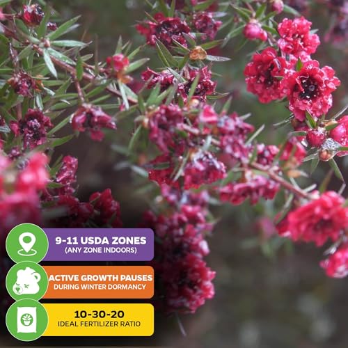 Manuka Flower Shrub (New Zealand Tea)
